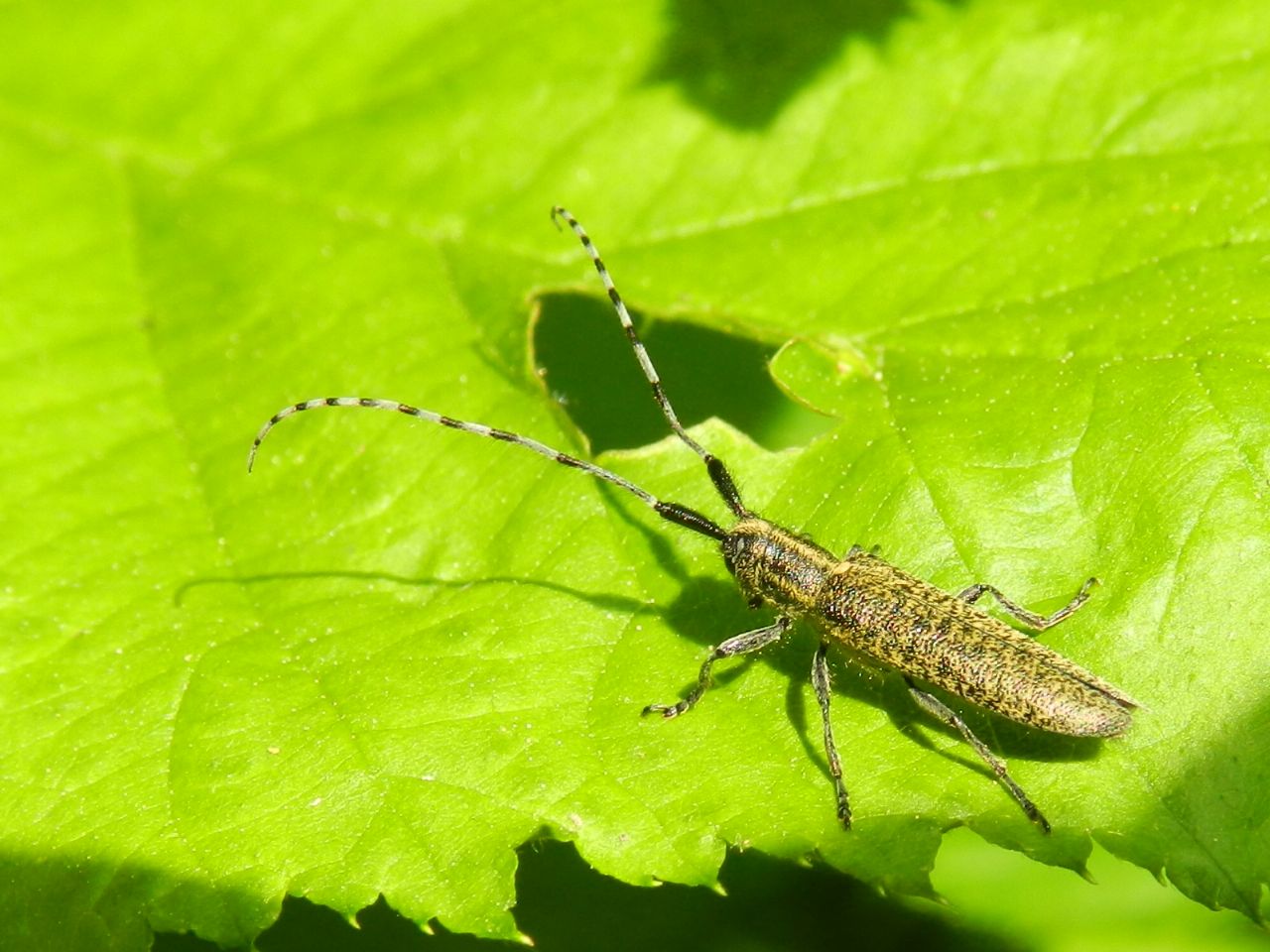 ID Agapanthia......? A. villosoviridescens